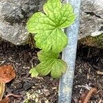 Ranunculus platanifolius ഇല