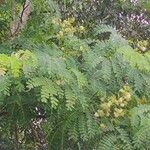 Albizia procera पत्ता