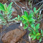Hibbertia favieri Habitat