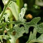 Jacobaea erucifolia Leaf