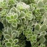 Sedum cepaea Лист