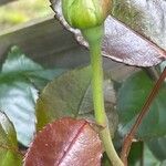 Rosa × odorata Frucht
