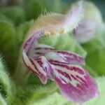 Pseudodictamnus hirsutus Flower