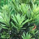 Podocarpus macrophyllus 叶