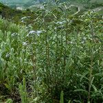 Lappula squarrosa Habit