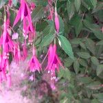 Fuchsia magellanicaÇiçek