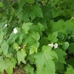 Rubus parviflorus Kvet