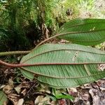 Dichaetanthera africana Leaf