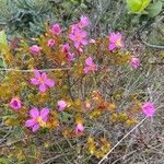 Bauera rubioides Virág