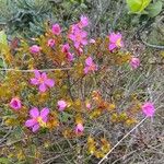 Bauera rubioides Flower