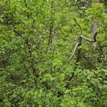Prunus mahaleb Habitus