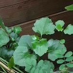 Senecio angulatus Leaf