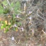 Limonium santapolense Flor