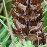Prunella laciniata Mbuma
