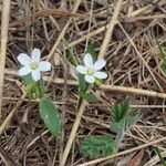 Claytonia rosea Λουλούδι