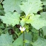 Solanum nigrumKvet