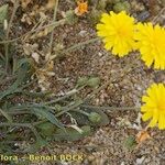 Crepis suffreniana Habitatea