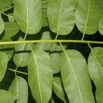 Cedrela odorata Frucht