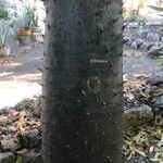 Pachypodium lamerei 樹皮