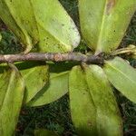 Schwartzia brenesii Hoja