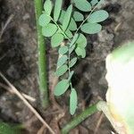 Phyllanthus amarus Blad