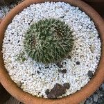 Mammillaria winterae Leaf