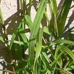 Bromus sterilis Leaf