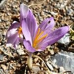 Crocus serotinus Kwiat