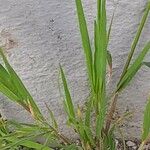 Bromus diandrus 葉