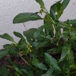 Solanum muricatum Folha