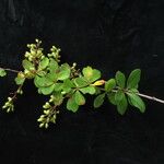 Berberis koehneana Habit