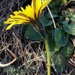 Leontodon tuberosus Flor