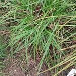 Carex vulpina পাতা