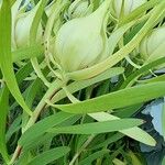 Leucadendron laureolum পাতা