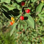 Lonicera maackii Fruit