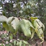 Prunus americana Blatt