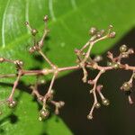 Psychotria deflexa Flower