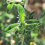 Adenocarpus complicatus Blatt