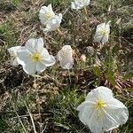 Oenothera albicaulis 花