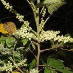 Cupania guatemalensis Flor