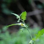 Nasa triphylla Flor