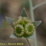 Omphalodes linifolia Fruit