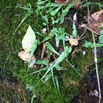 Asplenium rhizophyllum Hábitos