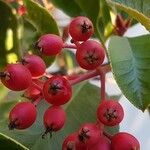 Photinia × fraseri Fruit