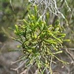 Erica arborescens Leaf