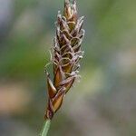 Carex dioica ഫലം