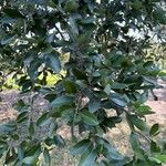 Quercus fusiformis Hoja