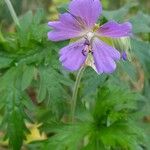 Geranium pratenseVirág