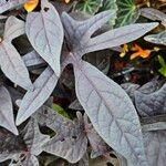 Ipomoea batatas Blad