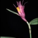 Elleanthus caravata Blüte